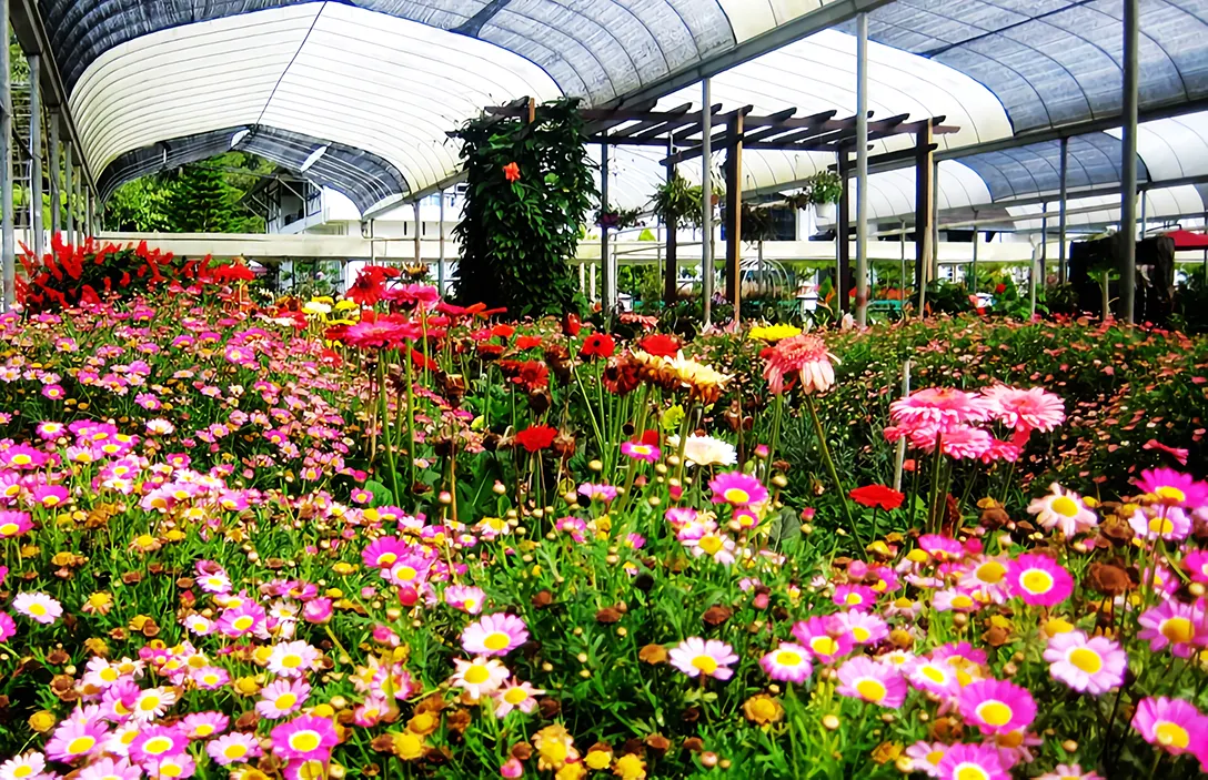 Flower farm at Cameron Highlands